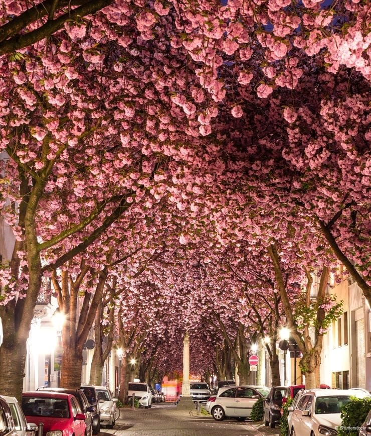 Cherry Blossom Avenue, Bonn