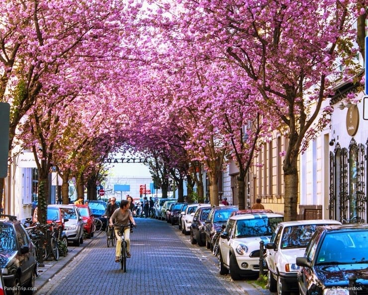 Cherry Blossom Avenue, Bonn