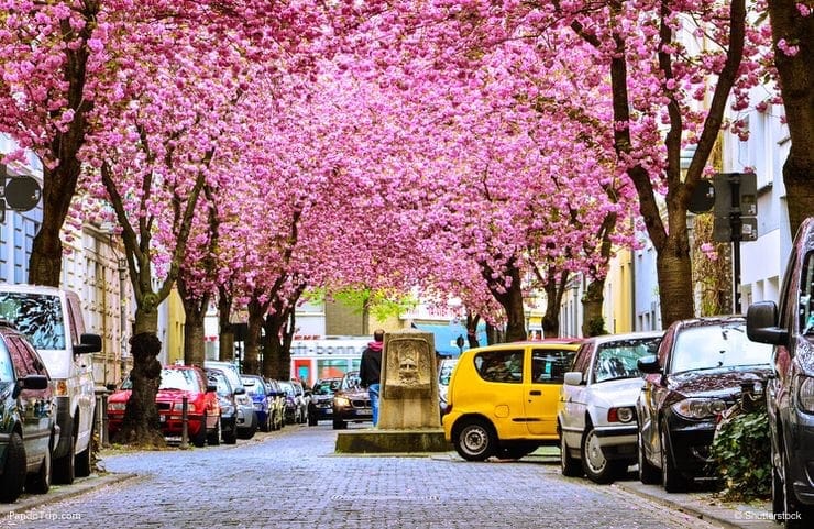 Cherry Blossom Avenue, Bonn