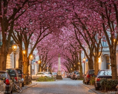 Vivid Cherry Blossom Avenue in Bonn, Germany