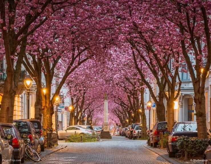 Vivid Cherry Blossom Avenue in Bonn, Germany