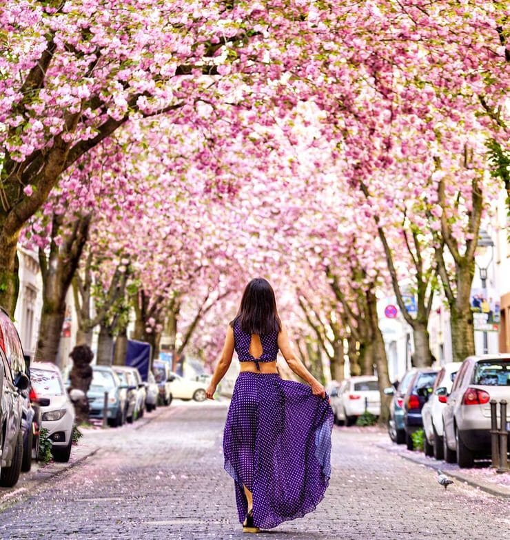 Cherry Blossom Avenue, Bonn