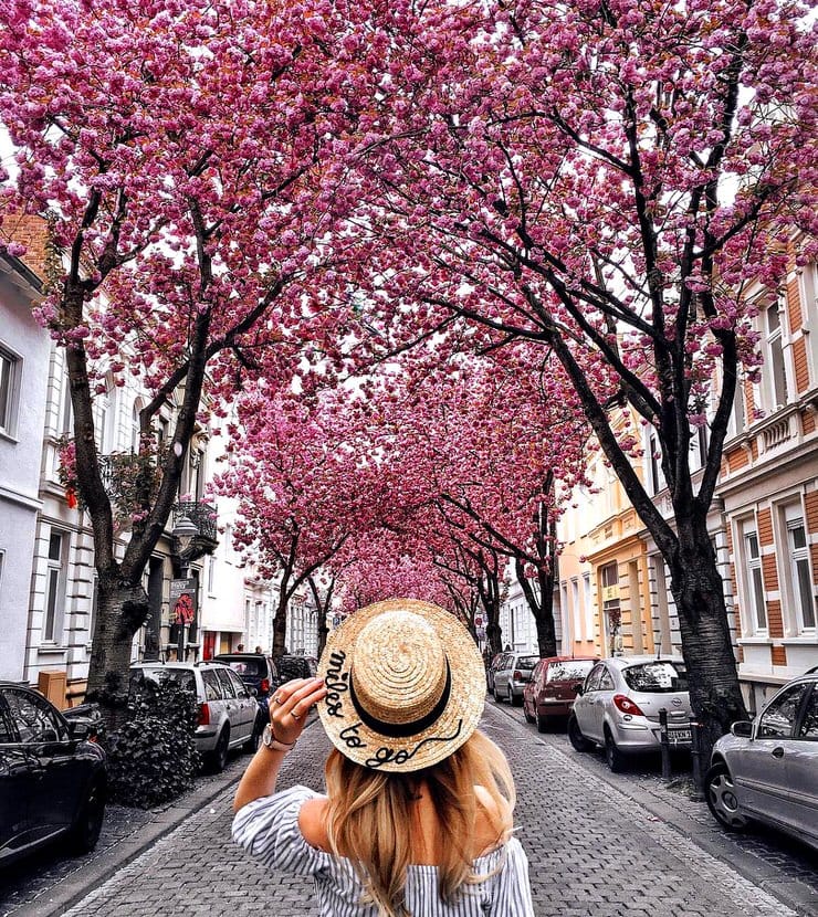 Cherry Blossom Avenue, Bonn