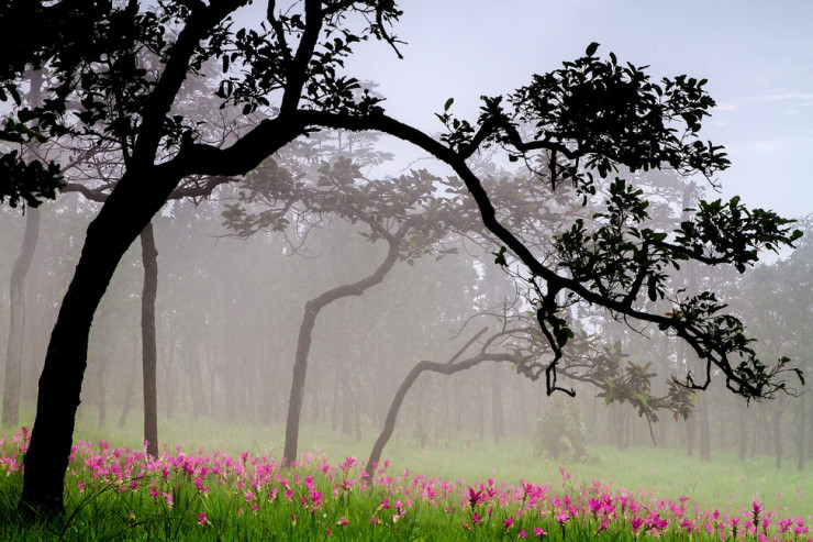 Hum Hod-Photo by Suppalak Klabdee