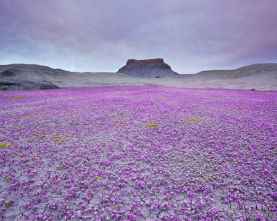 A Rare Phenomenon of Blooming Flowers in the Badlands of Utah, USA