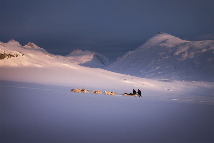 Top Greenland-Dogs