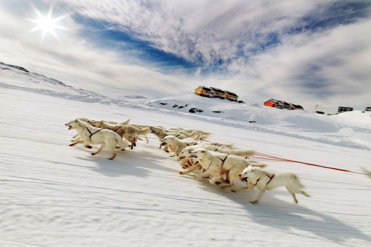Top Greenland-Dogs-Photo by David Trood