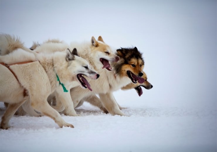 Top Greenland-Dogs-Photo by Mads Pihl