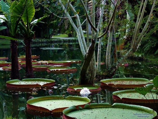 Rio de Janeiro Garden-Photo by Antonio Veras