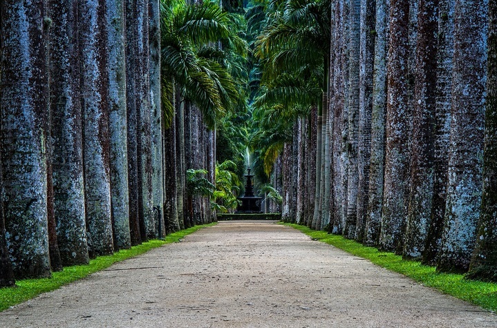 Rio de Janeiro Garden-Photo by Danilo Faria