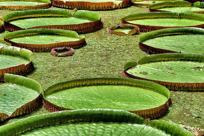 Rio de Janeiro Garden-Photo by Tim Carter