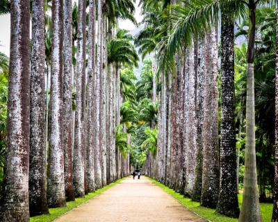 Visit Ancient Rio de Janeiro Botanical Garden in Brazil