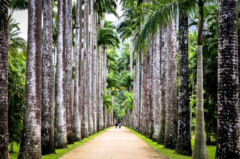 Visit Ancient Rio de Janeiro Botanical Garden in Brazil