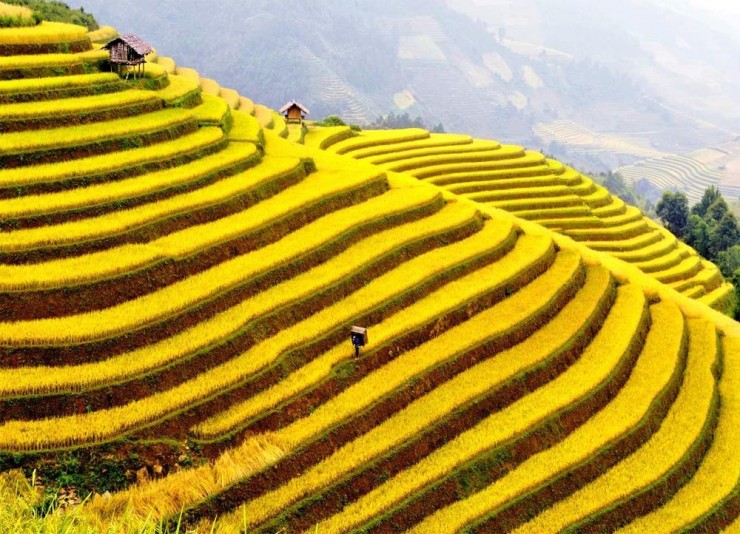 Top Terraced-Vietnam