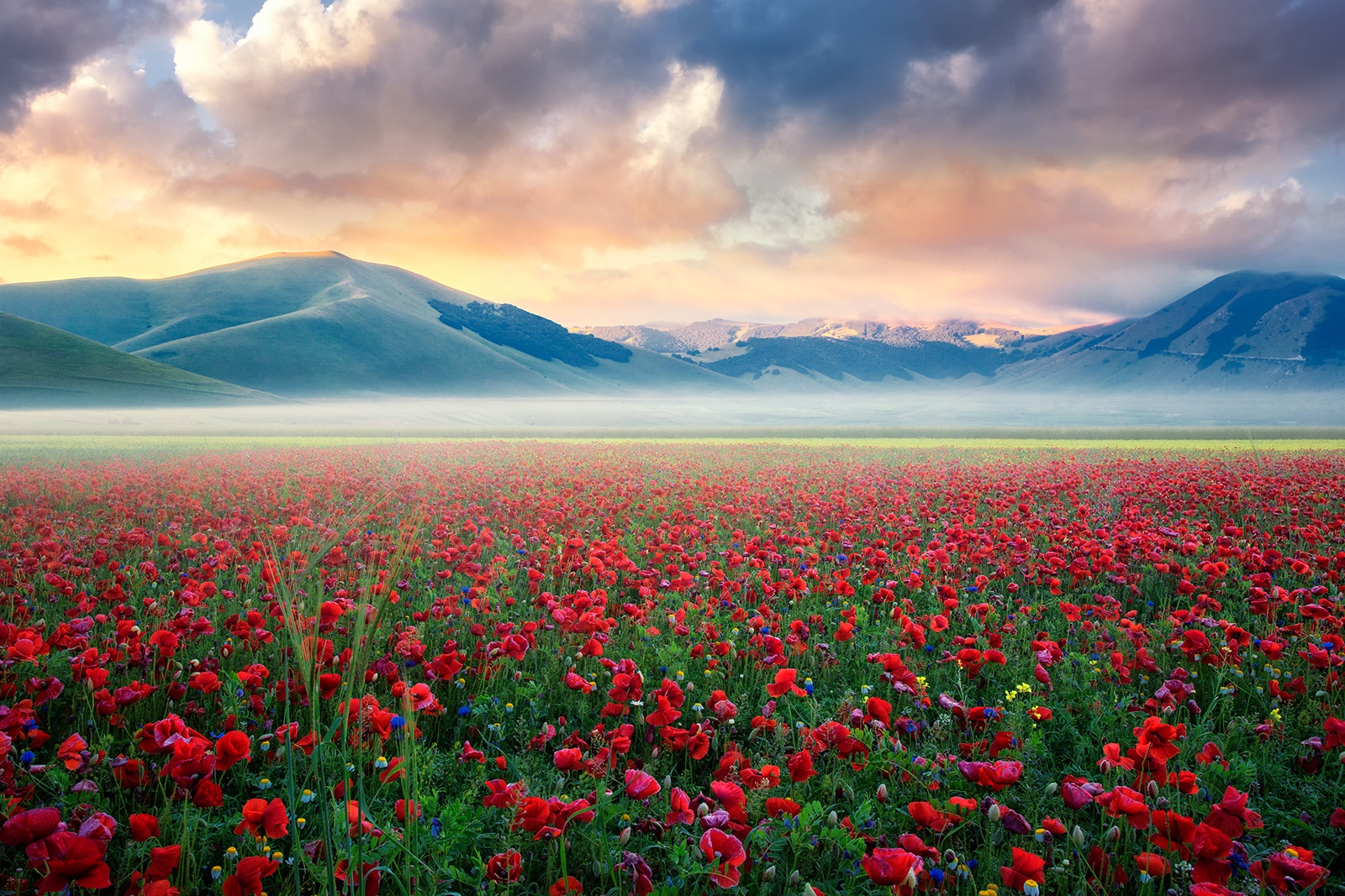 Flowers valley. Перуджия Италия Цветочная Долина. Долина маков Аризона. Долина цветов в Индии. Долина голубых маков . Гималаи ..