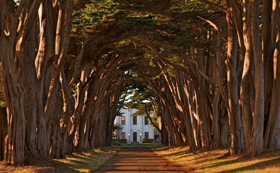 romantic cypress tree avenue in california usa places to see in
