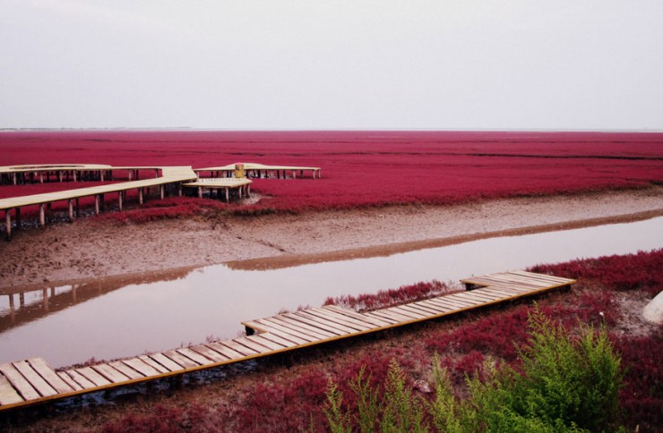 Incredible Red Beach in Panjin, China