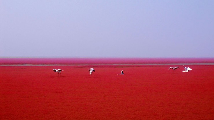 Incredible Red Beach in Panjin, China