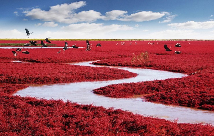 Incredible Red Beach in Panjin, China