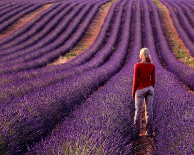 Top 10 Colorful and Fragrant Flowery Fields