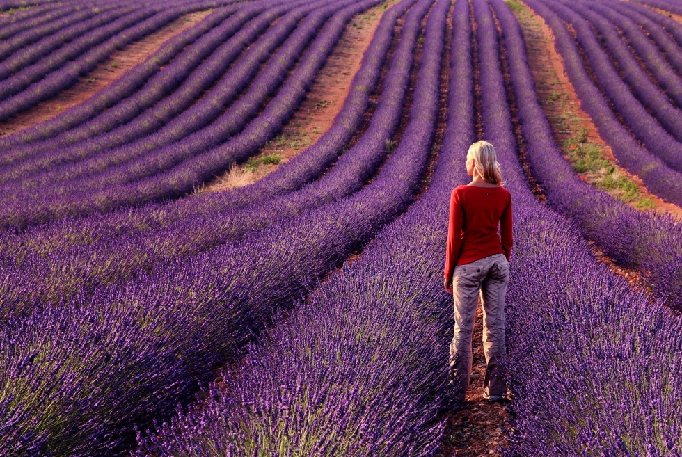 Top 10 Colorful and Fragrant Flowery Fields
