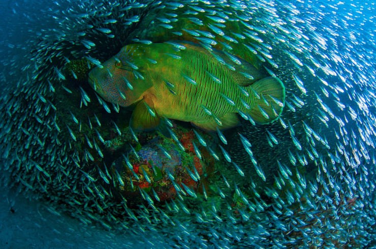 Top Wonders-Reef-Photo by Christian Miller