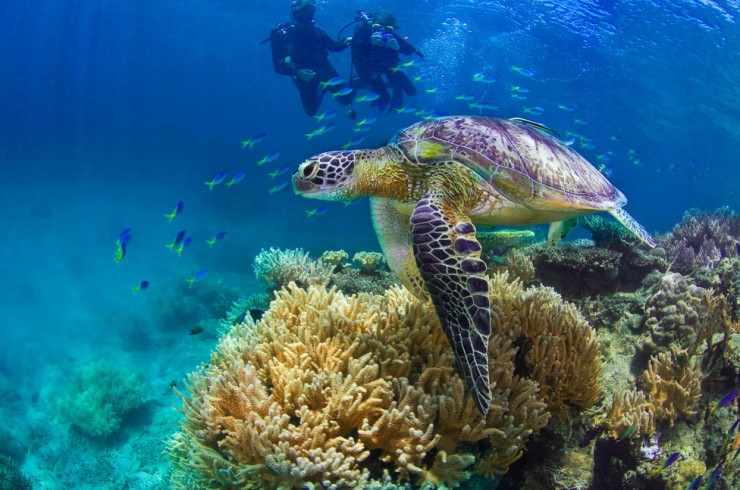 Top Wonders-Reef-Photo by Christian Miller2
