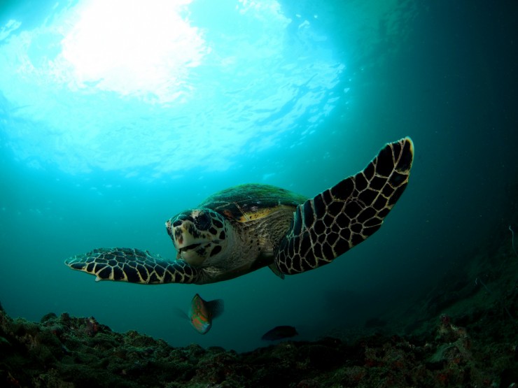 Diving in Thailand