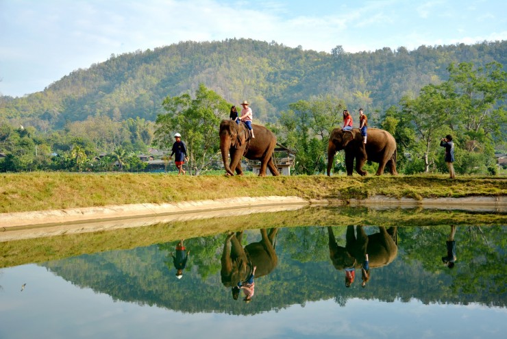 Elephant Thailand