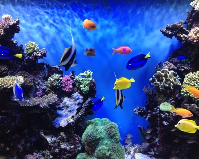 Top 10 Wonders of the Underwater World