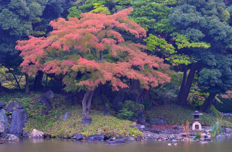 Korakuen-Photo by Barry Ong