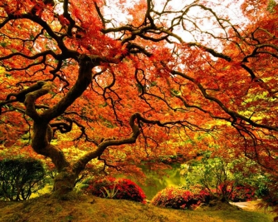 Top 10 Wonderful Japanese Gardens
