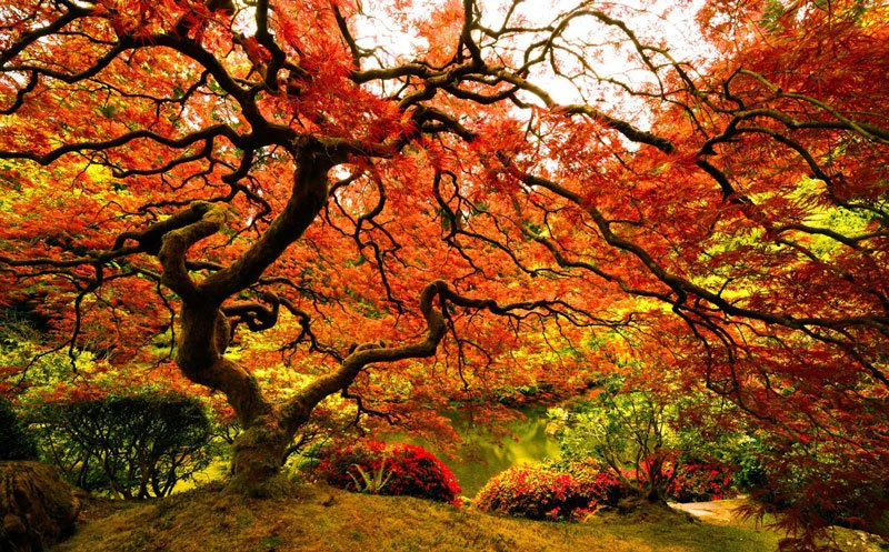 Top 10 Wonderful Japanese Gardens