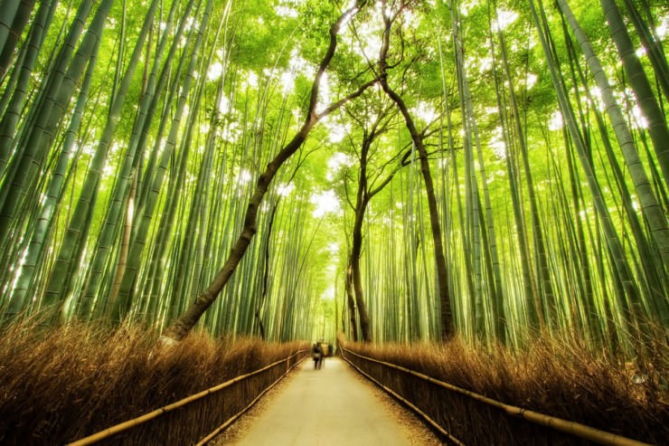 Top Forested-Bamboo-Photo by Agustin Rafael Reyes