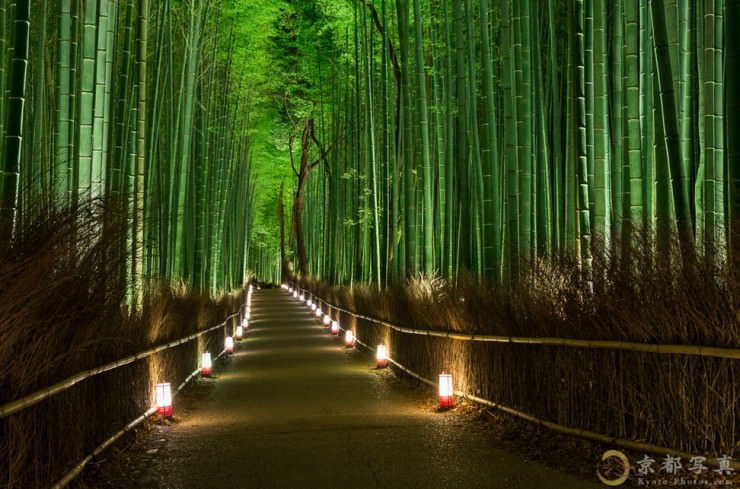 Top Forested-Bamboo-Photo by Haruka Suzuki