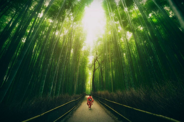 Top Forested-Bamboo-Photo by Peter Stewart