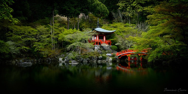 Top Forested-Daigo-Photo by Dominic Curro