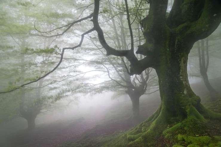 Top Forested-Gorbeo-Photo by Jesús Ignacio Bravo Soler