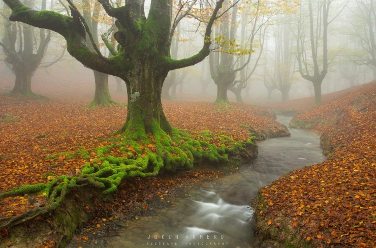 Top Forested-Gorbeo-Photo by Jokin Romero