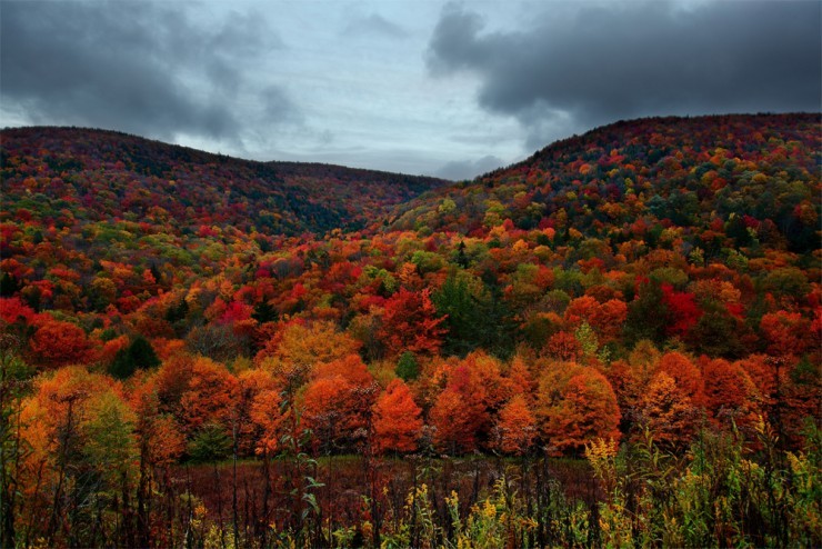 Top Forested-New Hampshire3