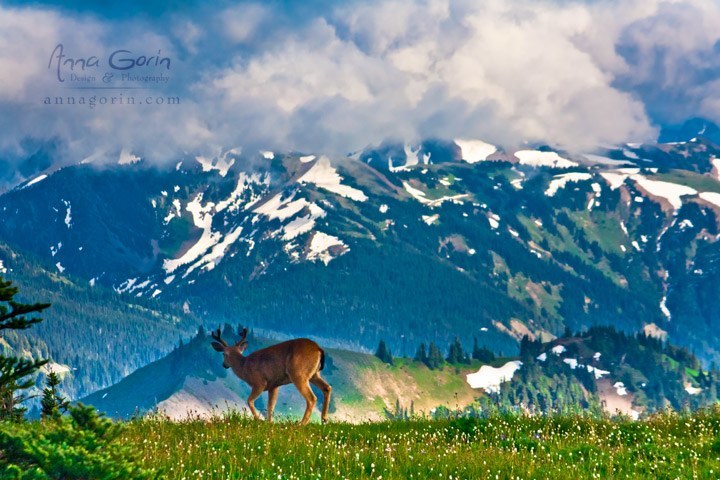 Olympic-Photo by Anna Gorin2