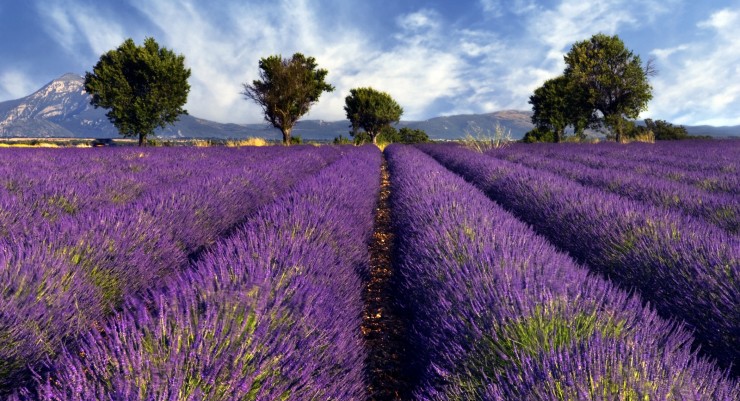 Image shows a lavender field in the region of Provence, southern France, photographed on a windy afternoon