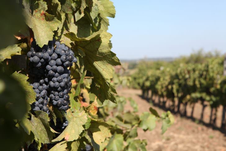 Vineyard in Eger, Hungary