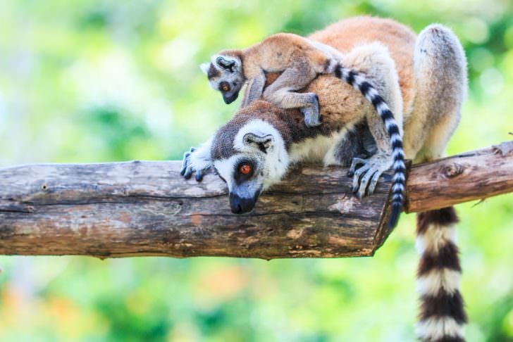 Ring-tailed lemur, Madagascar