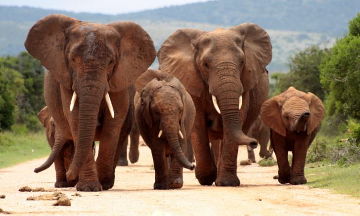 Addo Elephant National Park, South Africa