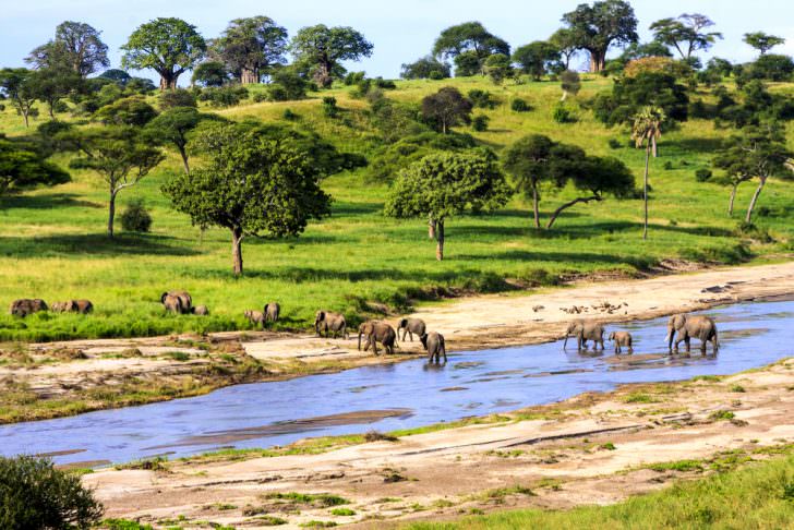 Elephants crossing the river in Serengeti National Park, Tanzania