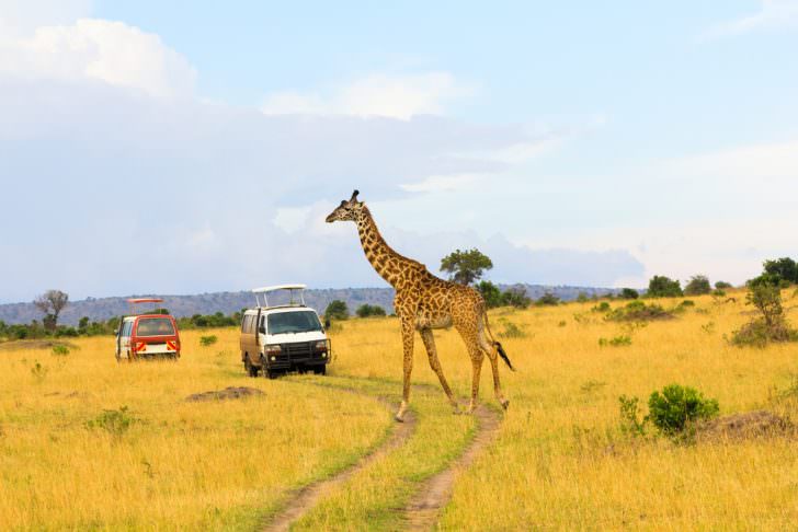 Giraffe crossing the road in Masai Mara National Reserve, Tanzania