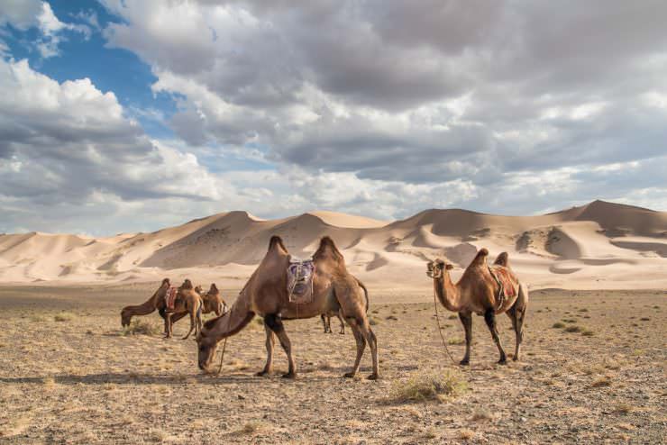 شتر در صحرای Gobi، مغولستان