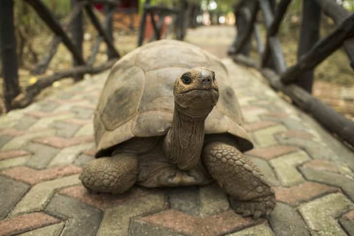 An Aldabra giant tortoise looks out from its shell on Prison Island off Zanzibar, Tanzania