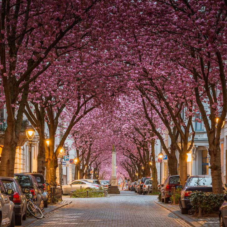 Cherry Blossom Avenue, Bonn, Germany